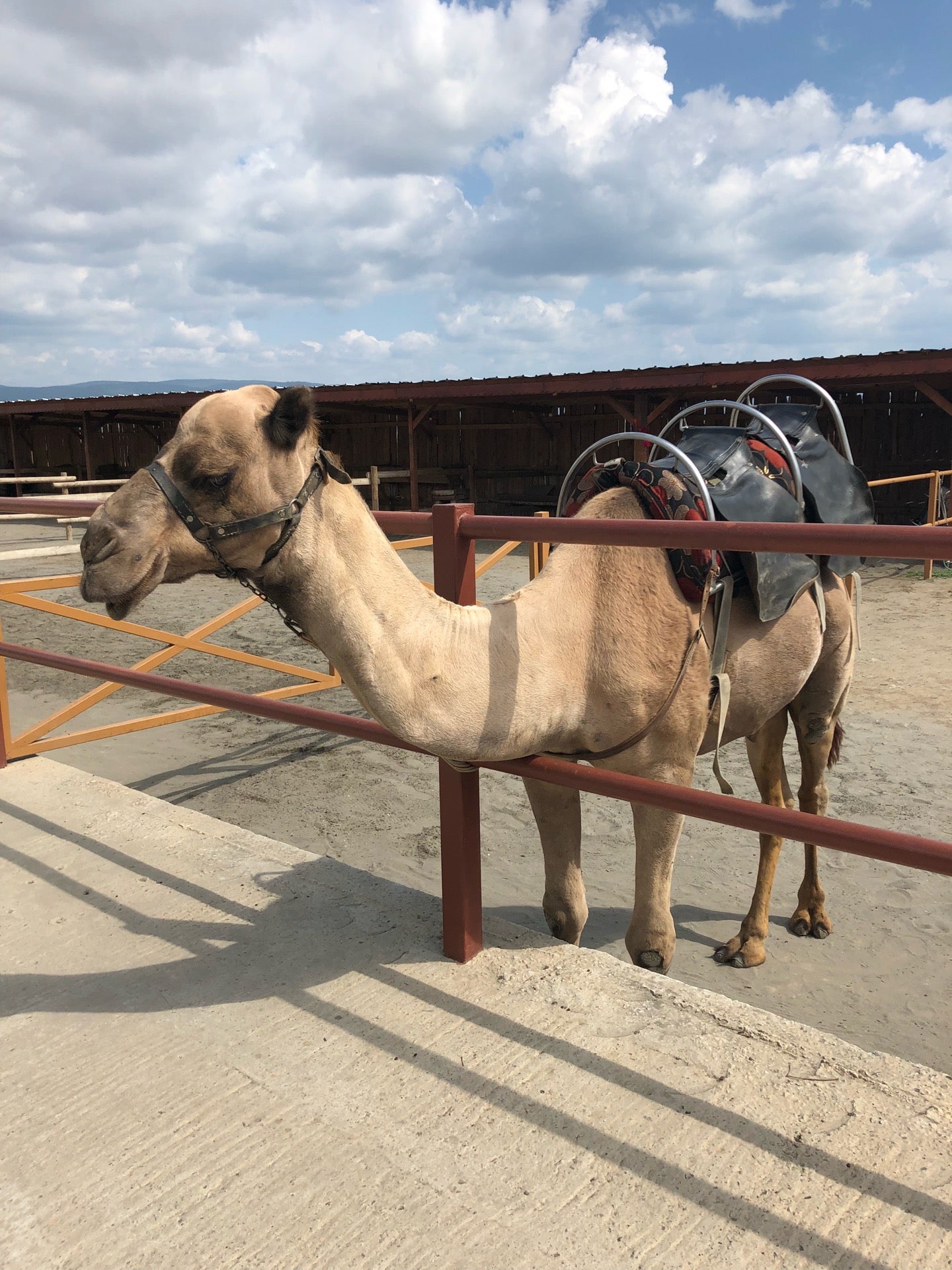 camel park